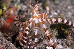 Raja Ampat 2019 - DSC07587_rc - Wonderpus octopus - Pieuvre mimetique - Wunderpus photogenicus